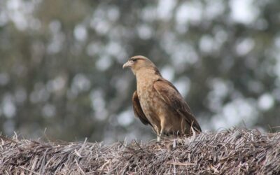 Dejá volar tus sentidos