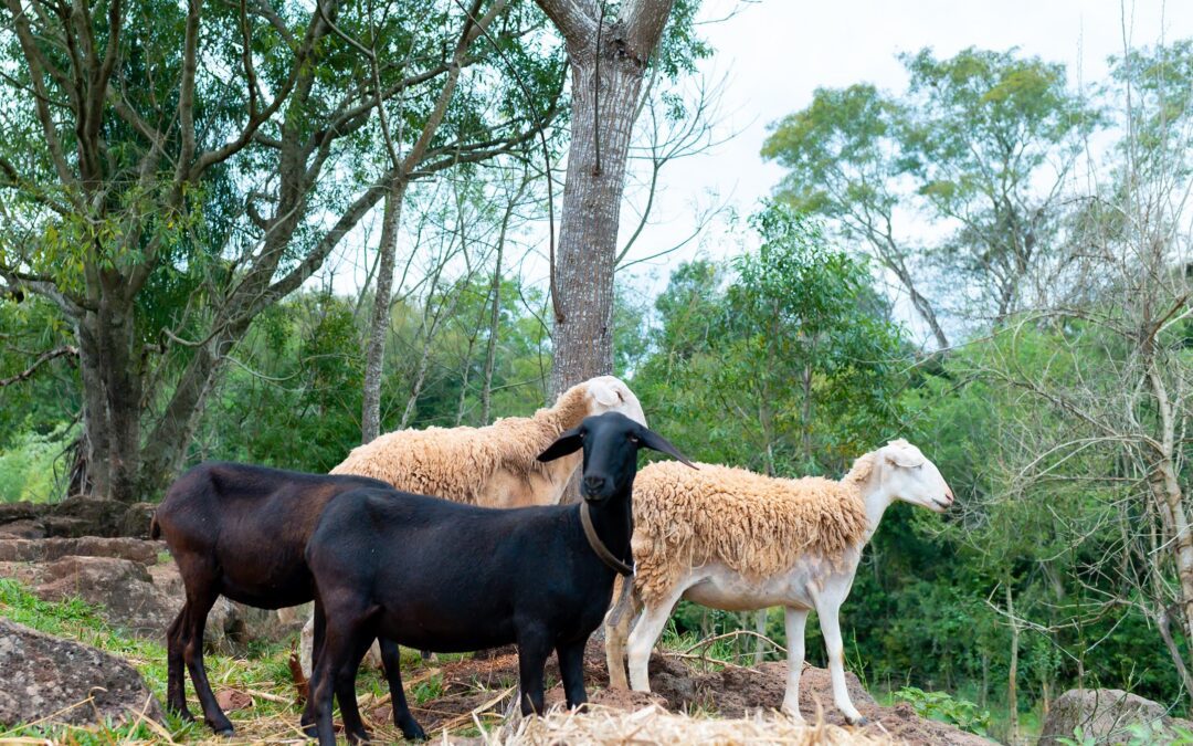 Turismo sostenible en Argentina: experiencias únicas con comunidades locales