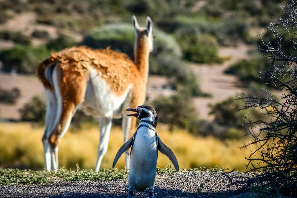 Punta Tombo, el lugar para conocer al pingüino de Magallanes