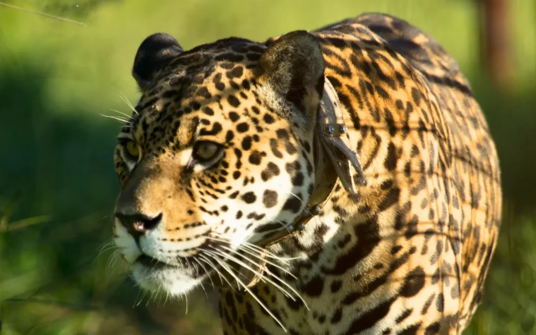 Esteros del Iberá e Iguazú: Turismo Sustentable y Fauna Argentina