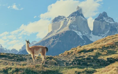 Avistaje de fauna en Argentina: 5 claves para hacerlo de forma sostenible